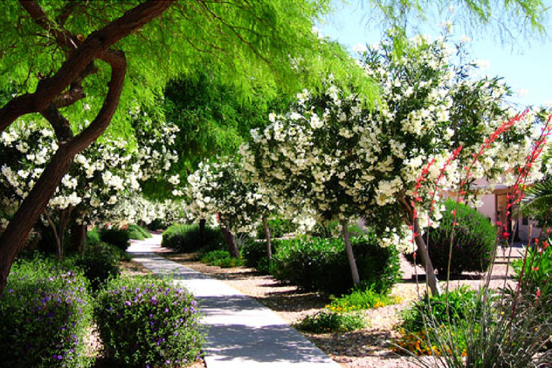 Sun Lakes, AZ Ironoaks HOA Country Club Walking Path